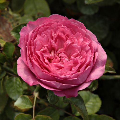 Rosa Chantal Mérieux™ - trandafir cu parfum intens - Trandafir copac cu trunchi înalt - cu flori în buchet - roz - Dominique Massad - coroană tufiș - ,-